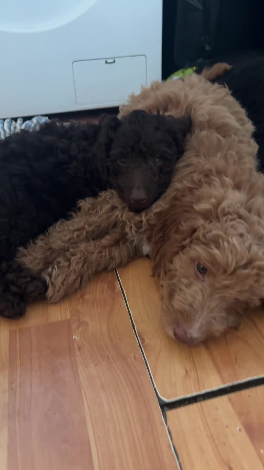 Sproodle dogs for sale: 10 fb2 Sproodles puppies  - Video 2