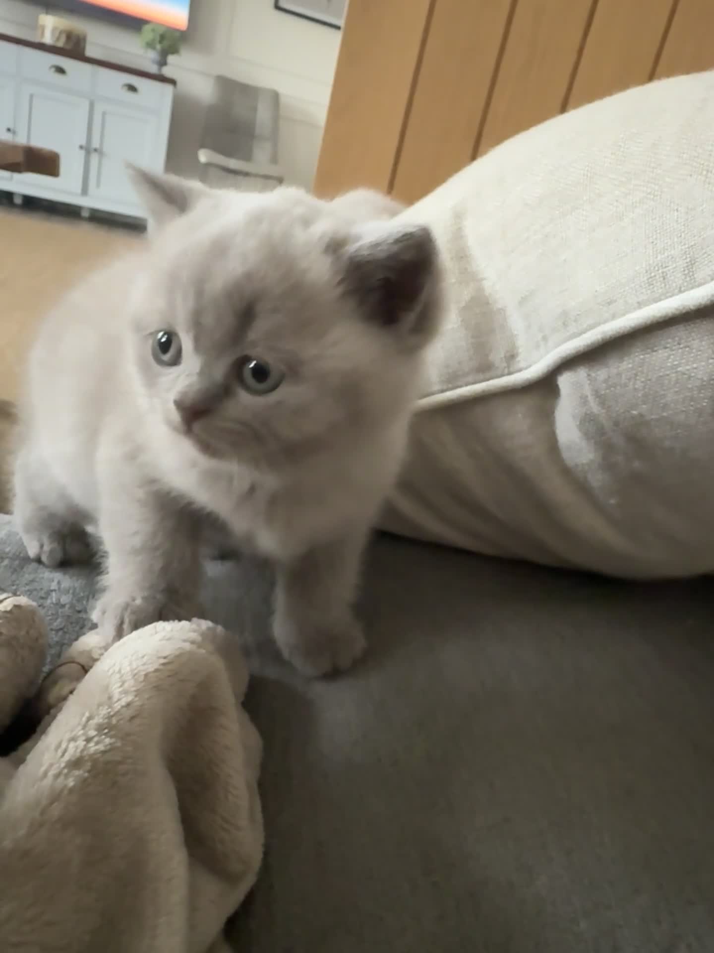 British Shorthair cats for sale: Beautiful British Blue Kittens - Video 4