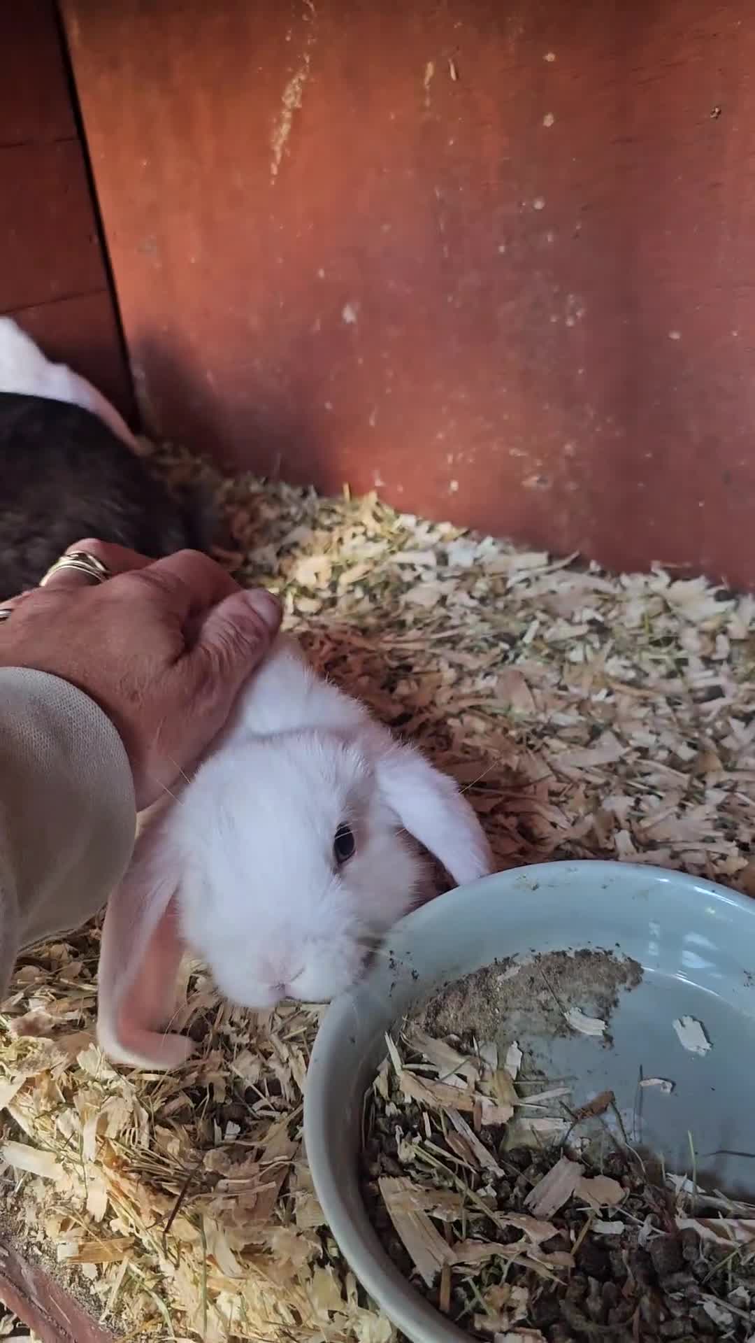 Mini Lop rabbits for sale: Stunning baby bunny 🐰  - Video 2