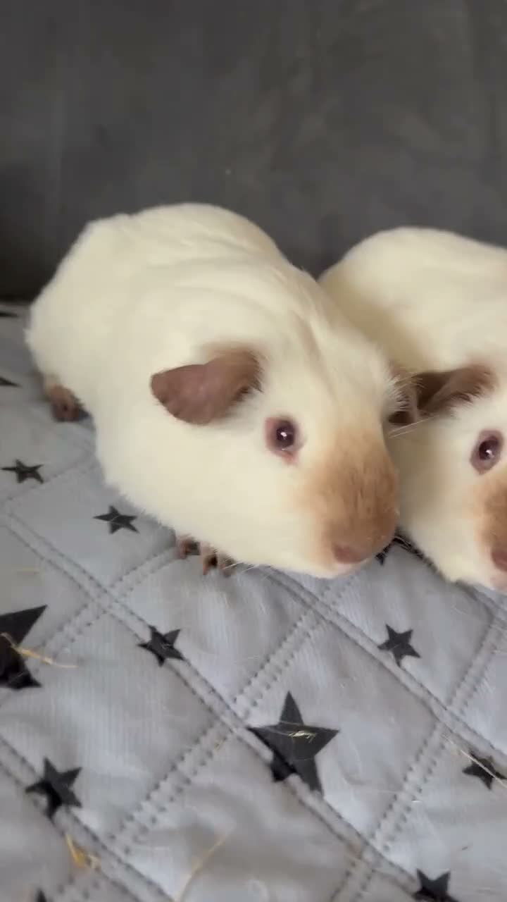 Guinea Pig rodents for sale: Californian male guinea pigs, cage + huge bundle - Video 1