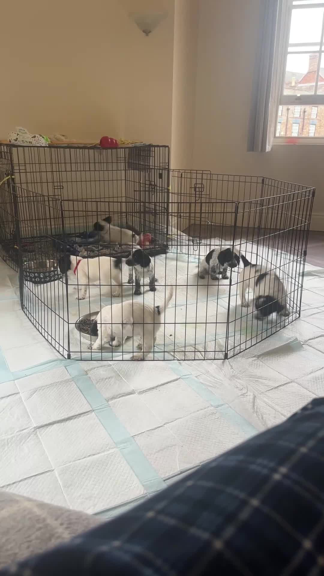 Sprocker dogs for sale: Sprocker Puppies For Sale  in Tewkesbury - Video 1