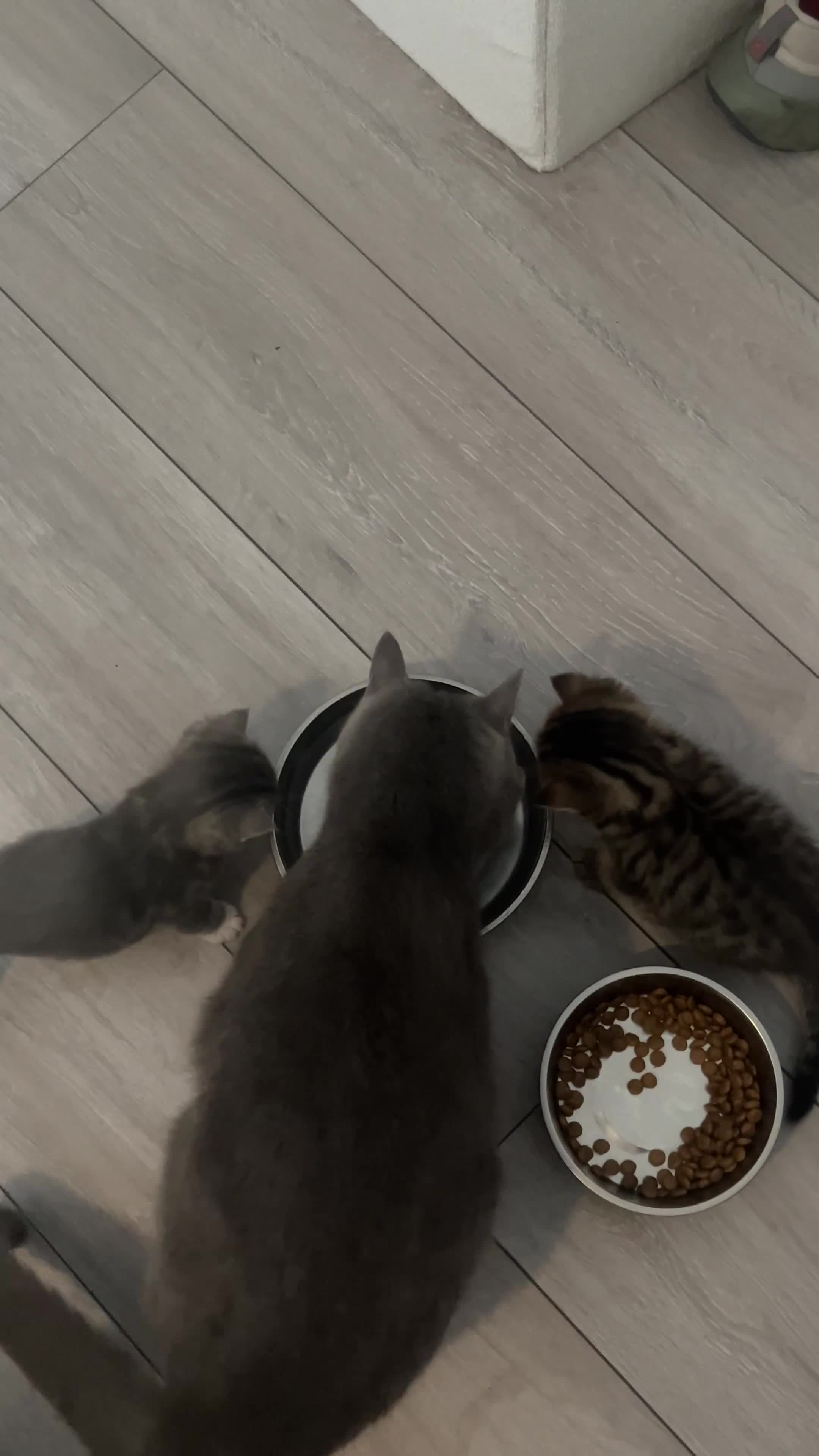 Mixed Breed cats for sale: British short hair/ tabby mixed kittens  in Glossop - Video 1