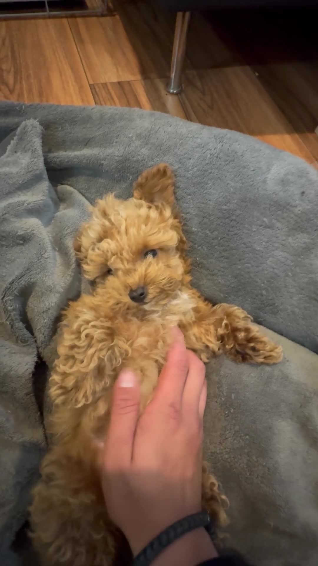 Toy Poodle dogs for sale: Last 2 Asian Toy Poodle Puppies – Ready Now ❤️ - Video 1
