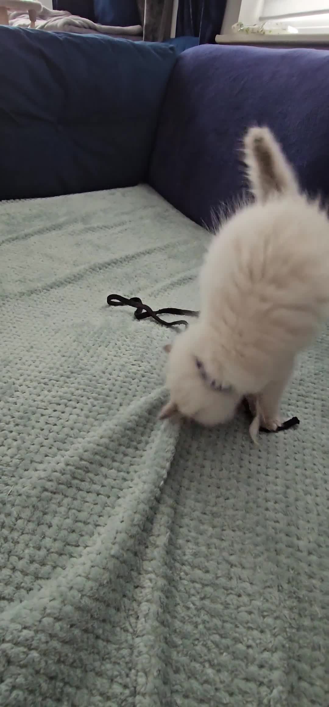 Ragdoll cats for sale: 3 Beautiful Ragdoll Kittens Ready for New Homes in Goole - Video 2
