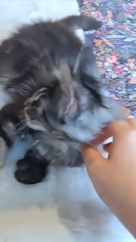 Maine Coon cats for sale: Big outstanding Russian lines with many champions  - Video 1