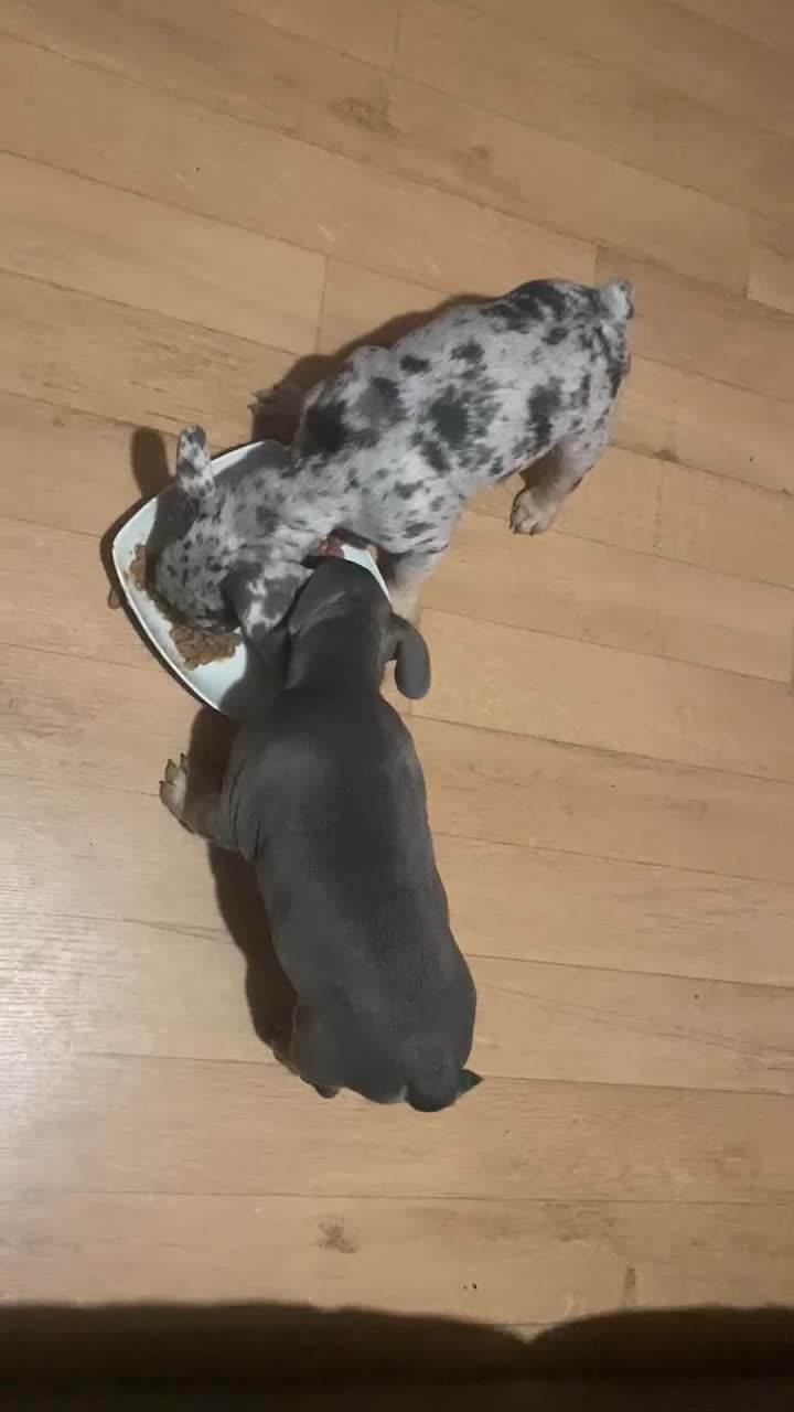 French Bulldog dogs for sale: 2 french bulldog boys  - Video 1