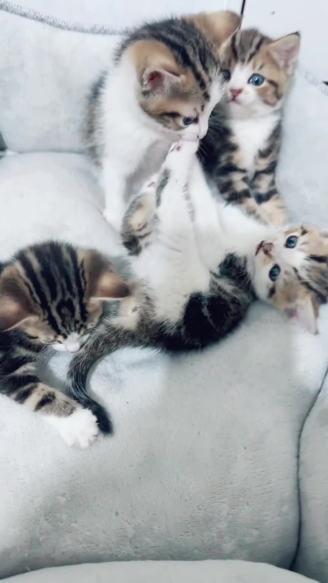 American Shorthair cats for sale: Kitten  - Video 1