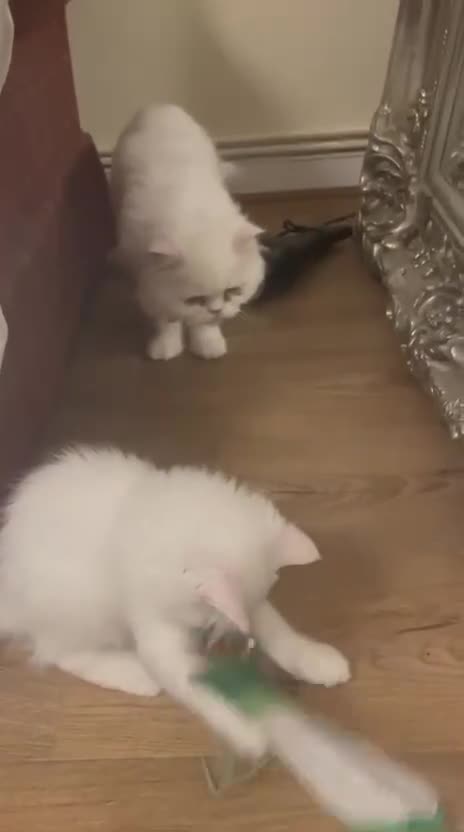 Mixed Breed cats for sale:  Persian kittens for sale  - Video 2