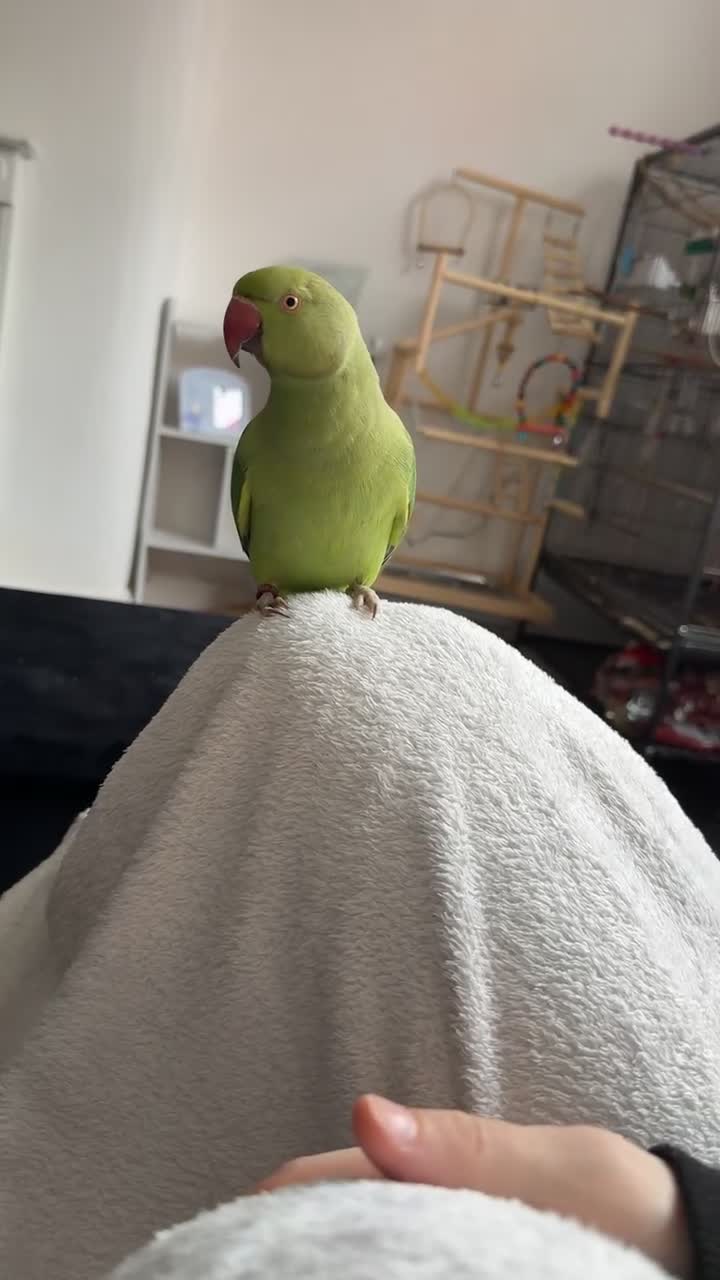 Ringnecks birds for sale: 1 year old Indian ringkneck & 10 month old budgie - Video 1