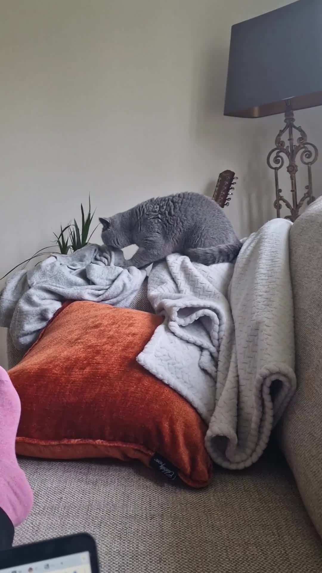 British Shorthair cats for sale: 4.5 year old female pure bred British blue - Video 2