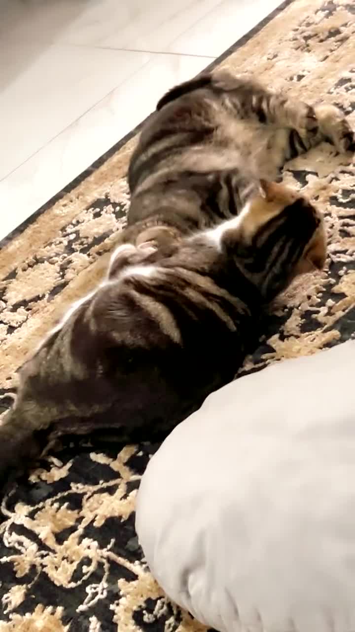 Mixed Breed cats for sale: Kitty cats  - Video 2