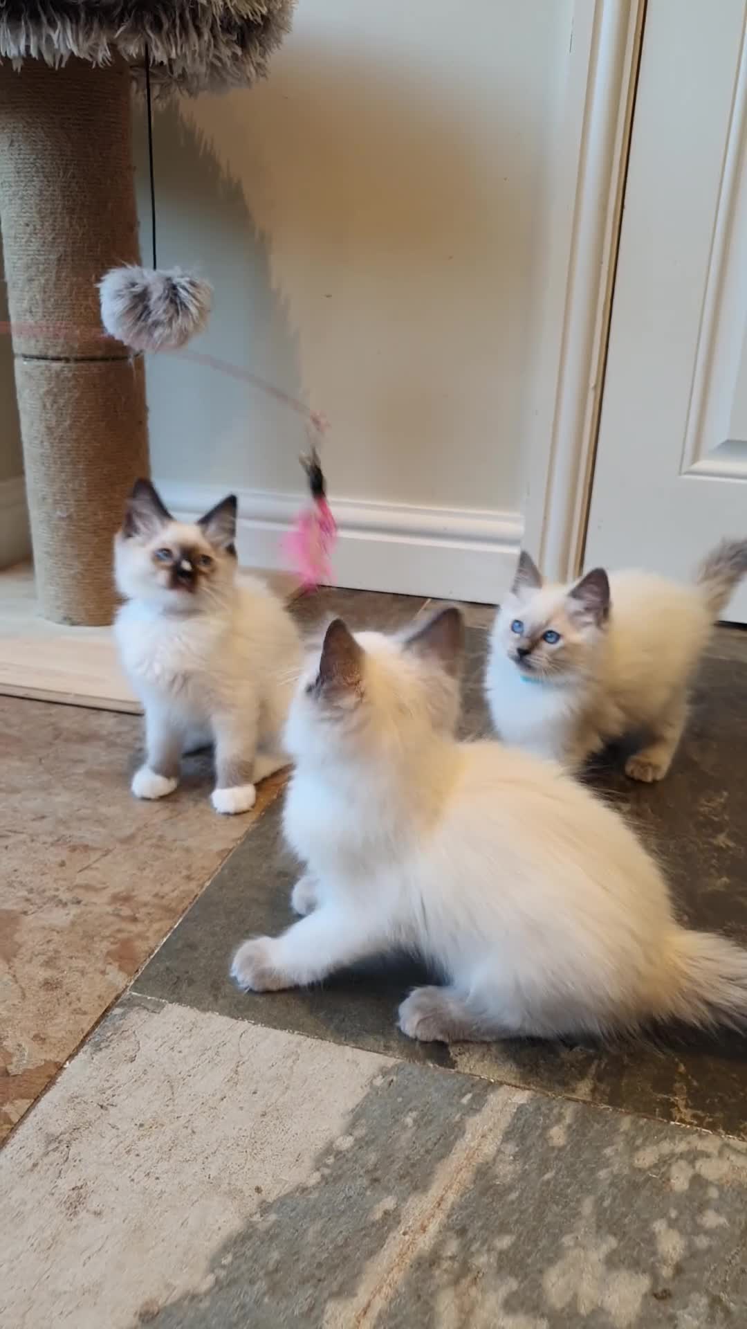 Ragdoll cats for sale: 💕Beautiful GCCF Registered Ragdoll Kittens. - Video 3