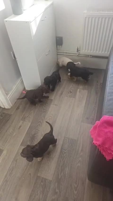 Cocker Spaniel dogs for sale: 5 Beautiful Working Cocker Spanials - Video 1