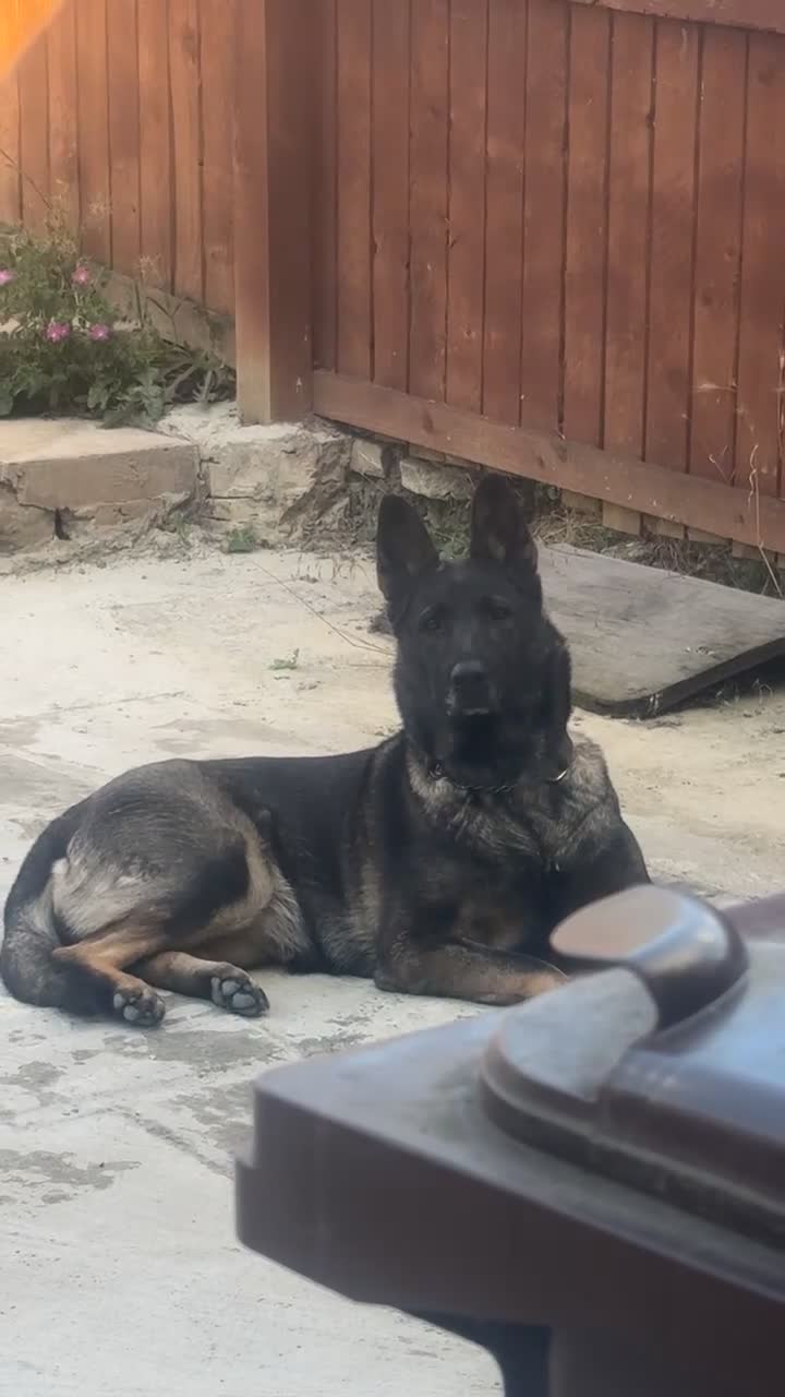 German Shepherd dogs for sale: 3 year old Czech shepherd for sale  - Video 1