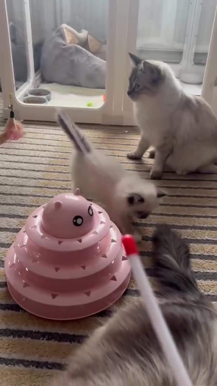 Ragdoll cats for sale: Health Tested Ragdoll Babies - Video 3