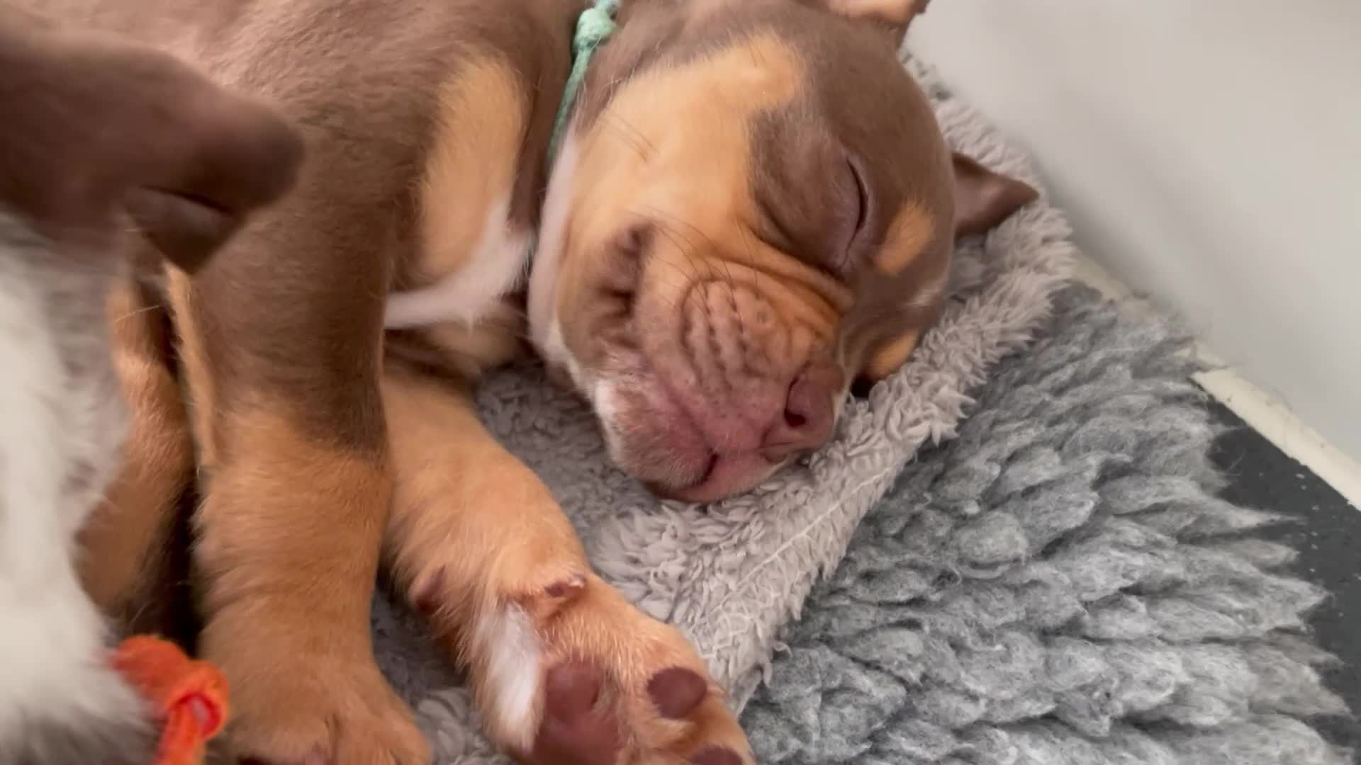 Old Tyme Bulldog dogs for sale: 8 OLD TYME BULLDOGS FOR SALE in London - Video 2