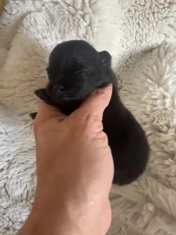 Pomeranian dogs for sale: Russian/Taiwan Pomeranian puppies - Video 1