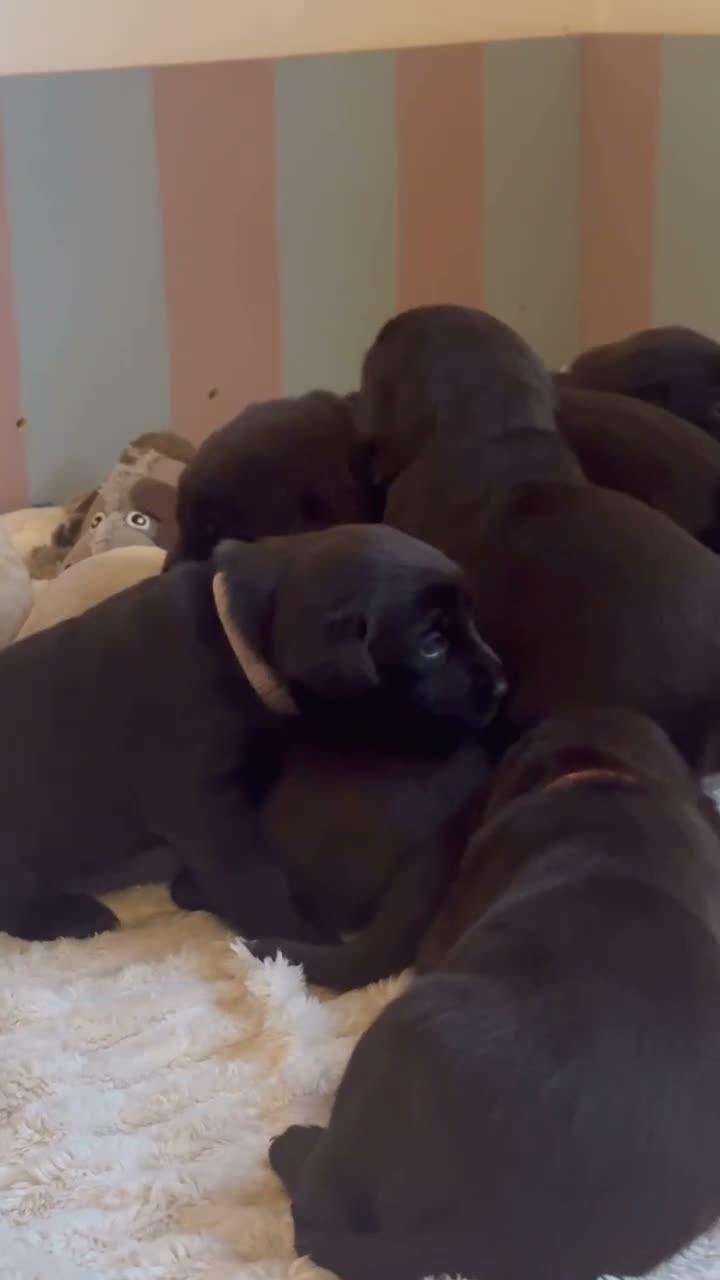 Labrador Retriever dogs for sale: Show type - KC Chocolate Labrador Puppies  - Video 1