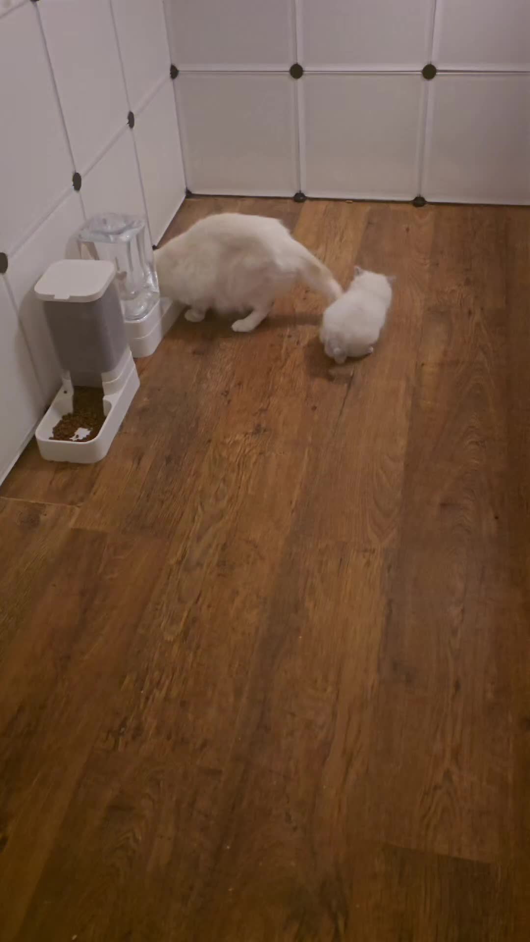 Ragdoll cats for sale: 🤍 Pure Ragdoll Blue Point & Blue Lynx Kittens - Video 1