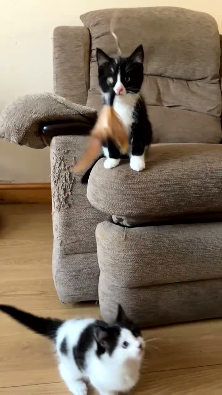 Domestic Shorthair cats for sale: Female Kitten in Telford - Video 3