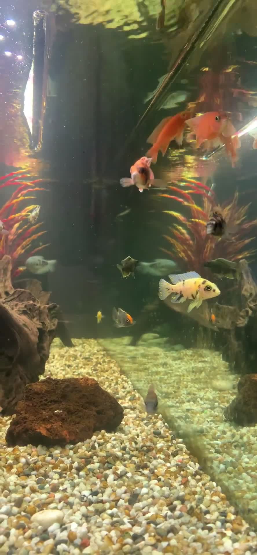 Cichlids fish for sale: Fish for sale - Video 3