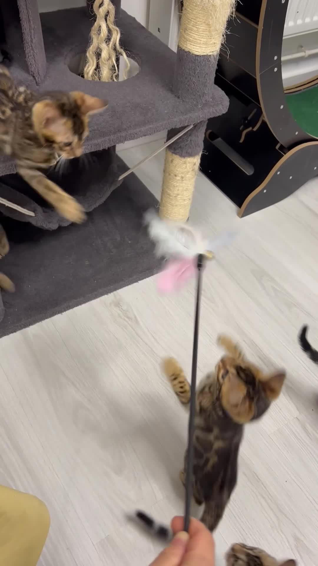 Bengal cats for sale: READY TO GO! Pure Pedigree Bengal Kittens TICA Reg - Video 1
