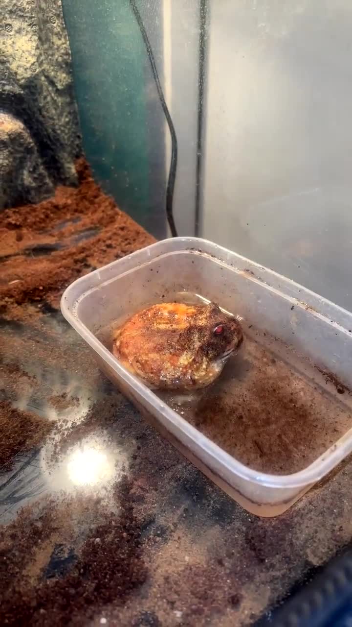 Frog reptiles for sale: Albino Pac-Man frog - Video 2