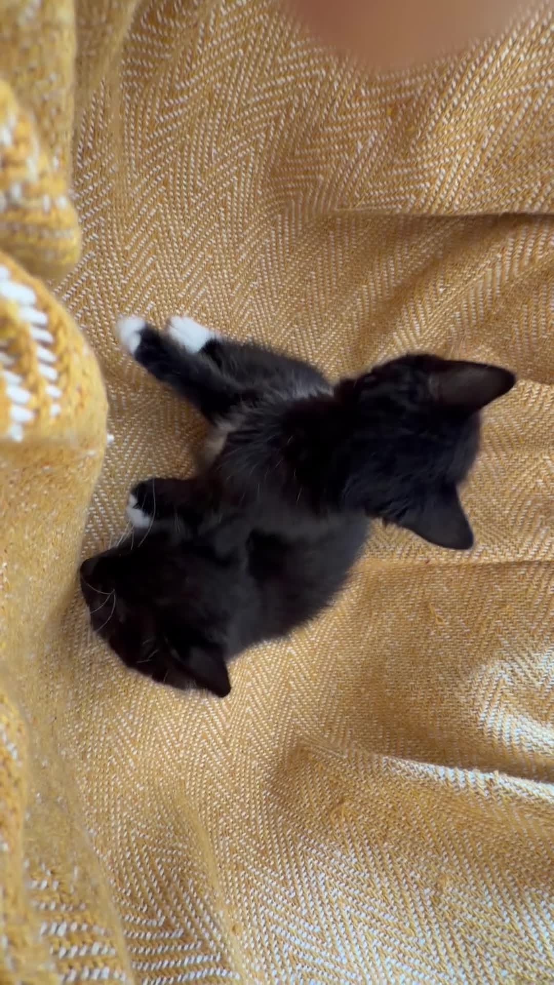 British Longhair cats for sale: Long haired kittens - Video 1