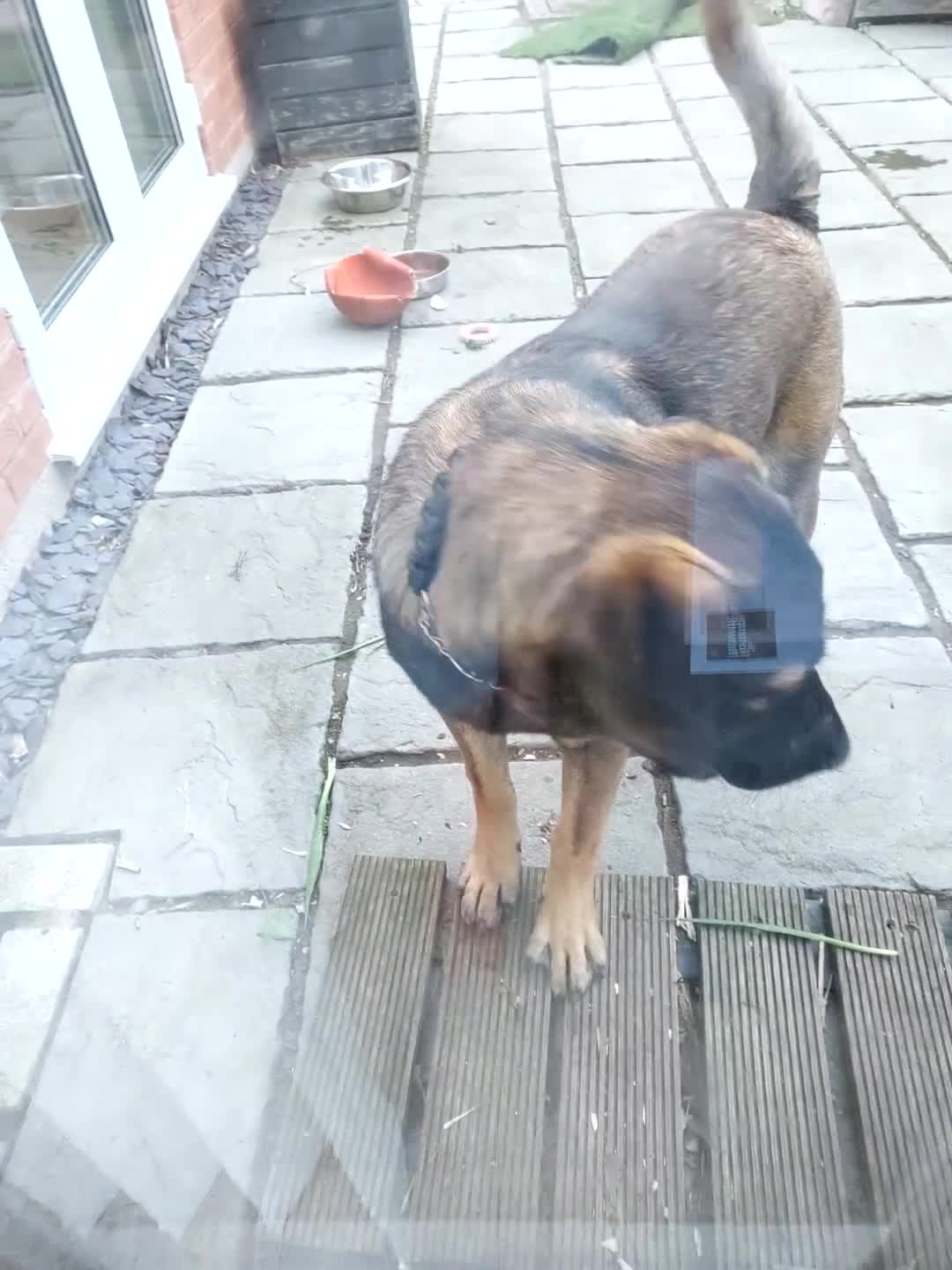 Mixed Breed dogs for sale: Beautiful cross breed - Video 1
