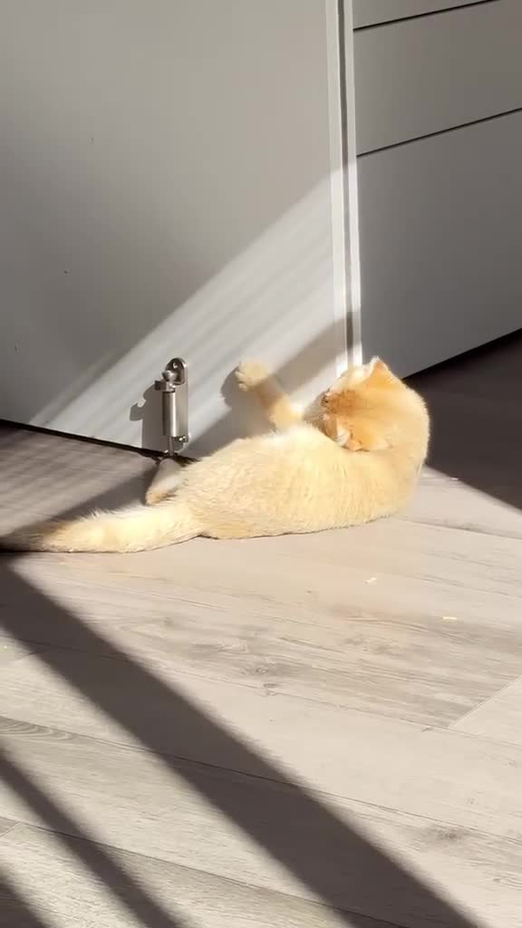 Scottish Fold cats for sale: 🐾 TICA Registered Scottish Fold Boy  🩵 - Video 1