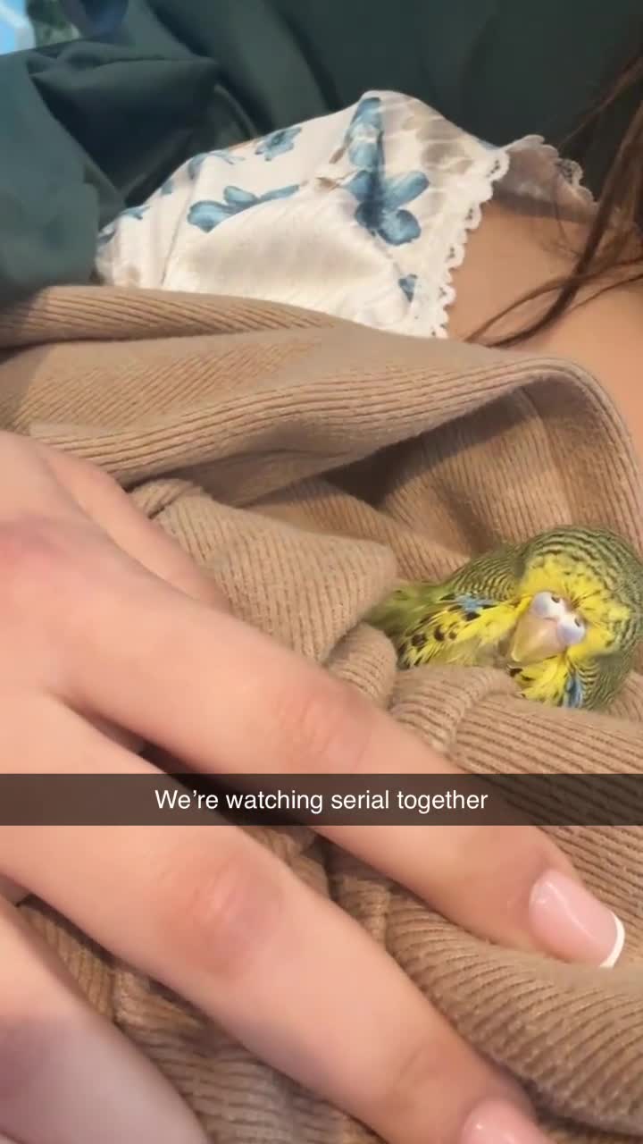 Budgerigars birds for sale: Bobby the budgie- hand tamed 3.5 week fully weaned - Video 1