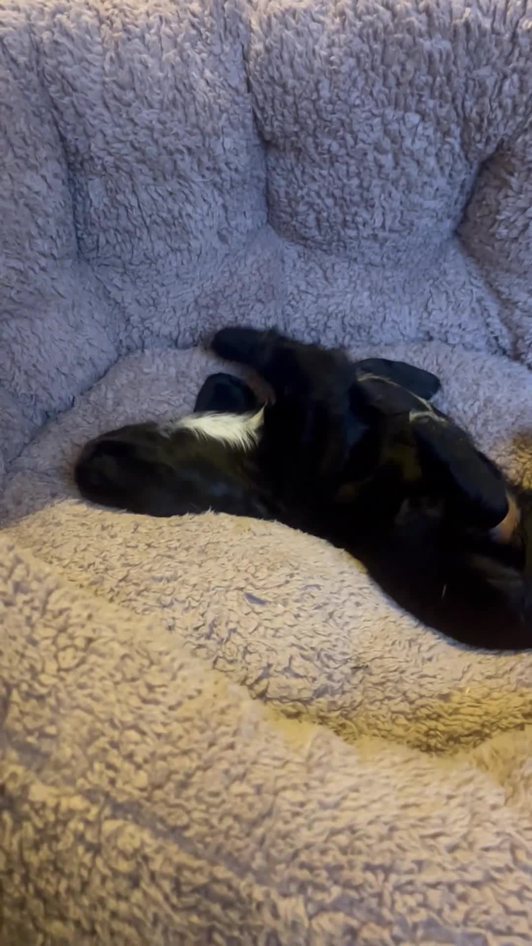 Cocker Spaniel dogs for sale: Exceptional KC Working Cocker Spaniel Puppies - Video 5