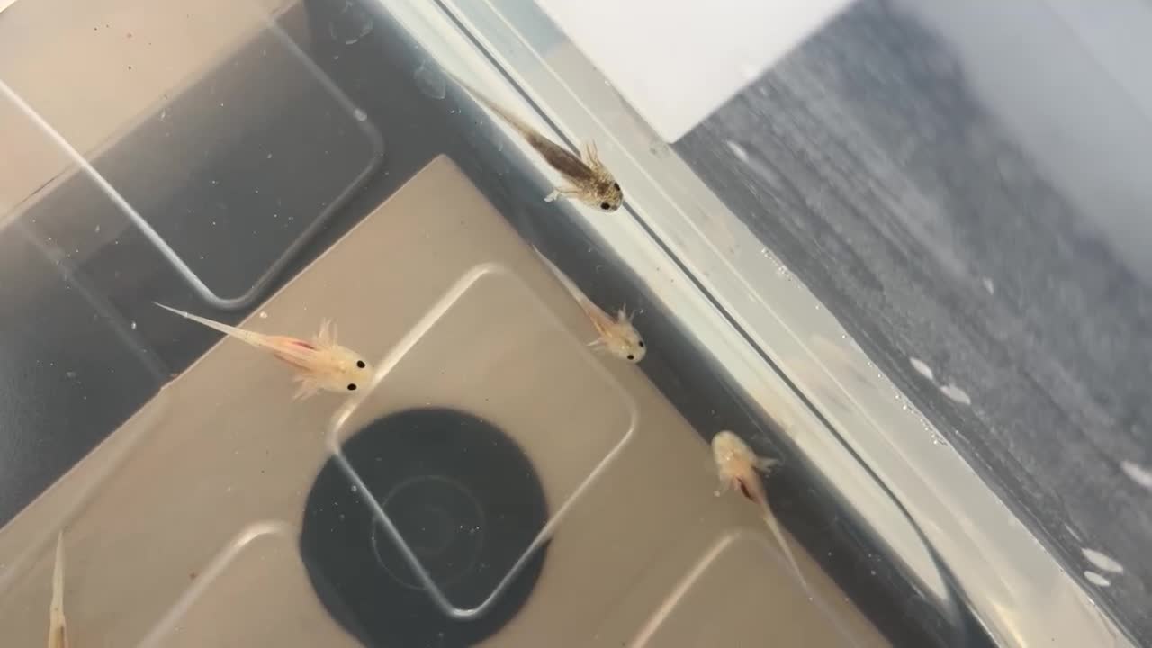 Axolotl reptiles for sale: Baby Axolotls  rehoming - Video 1