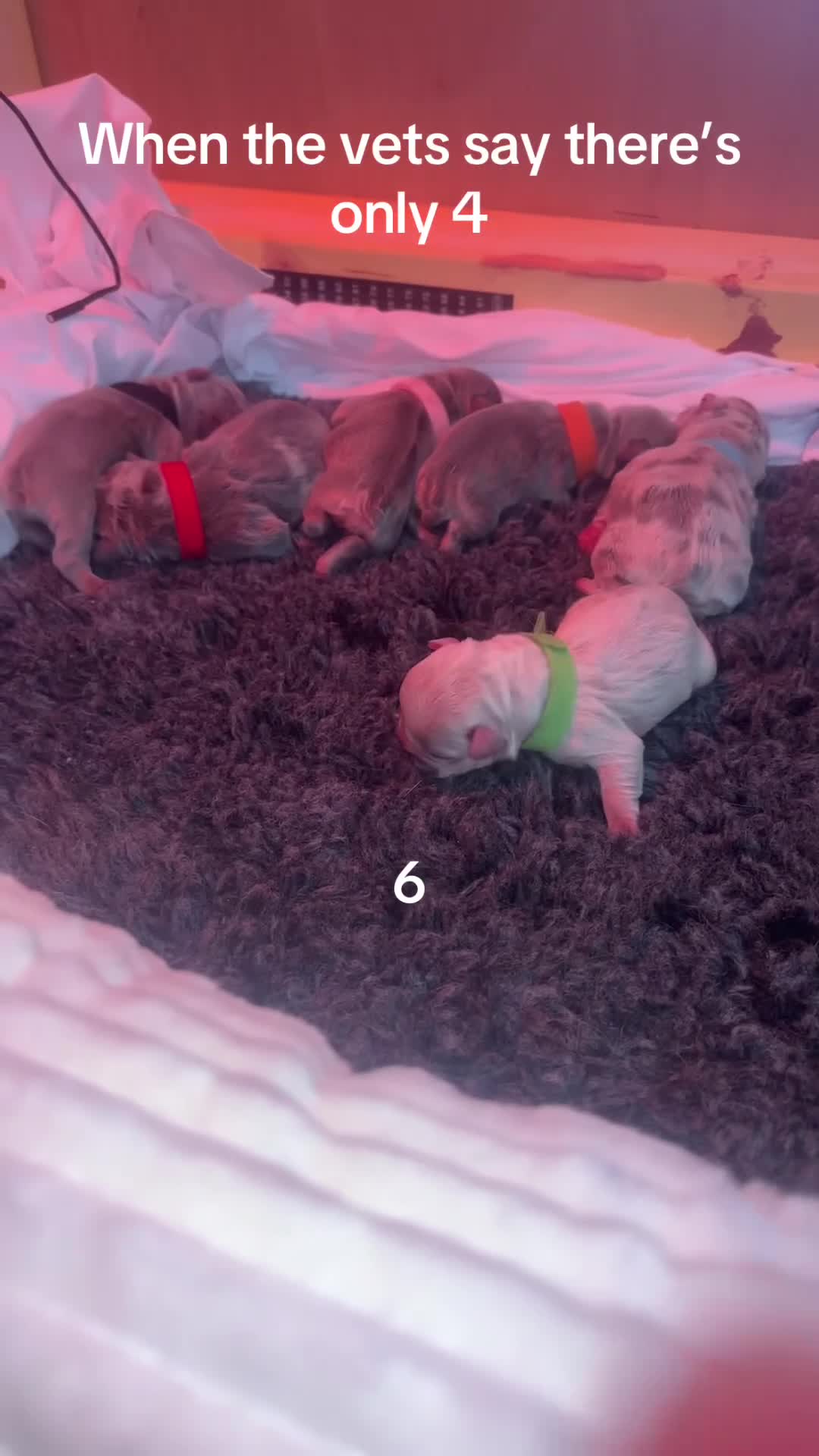 French Bulldog dogs for sale: 5 beautiful French bulldog puppies for sale DWKC - Video 1