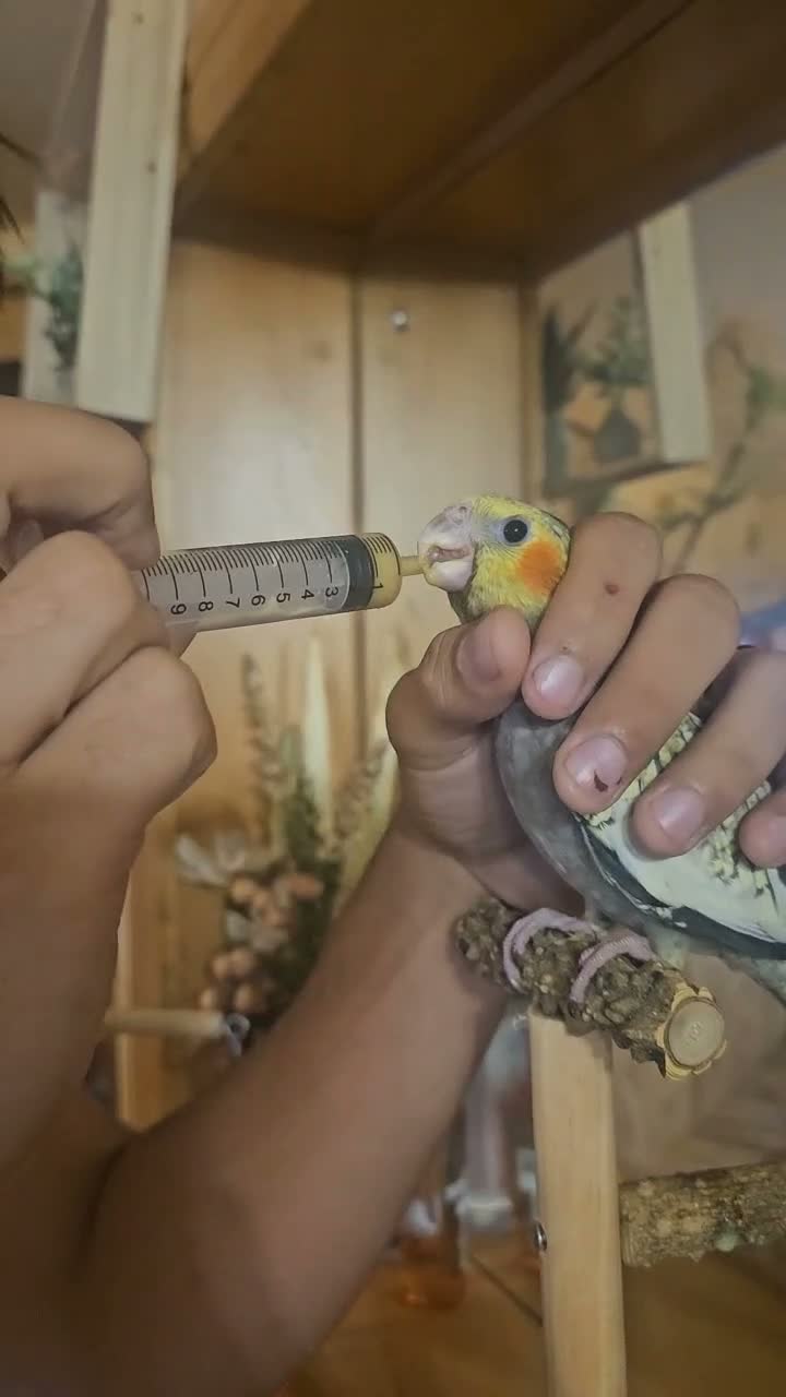 Cockatiels birds for sale: Conure and cocktiel tame both  in Northolt - Video 1