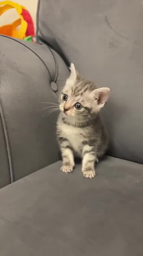 British Shorthair cats for sale: Adorable British shorthair silver tabby  - Video 1
