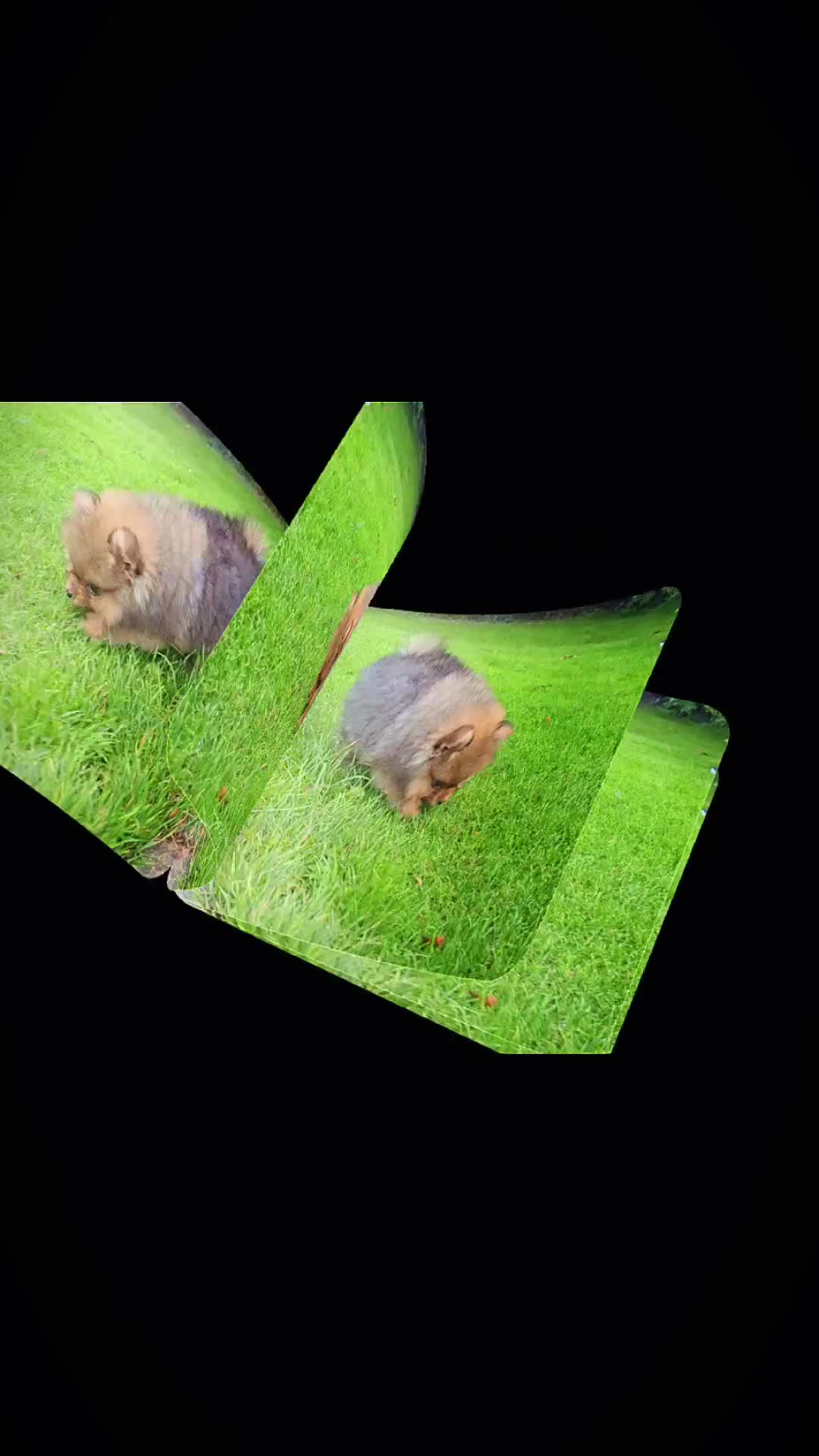 Pomeranian dogs for sale: Tiny Teddy Bear Pomeranians - Video 1