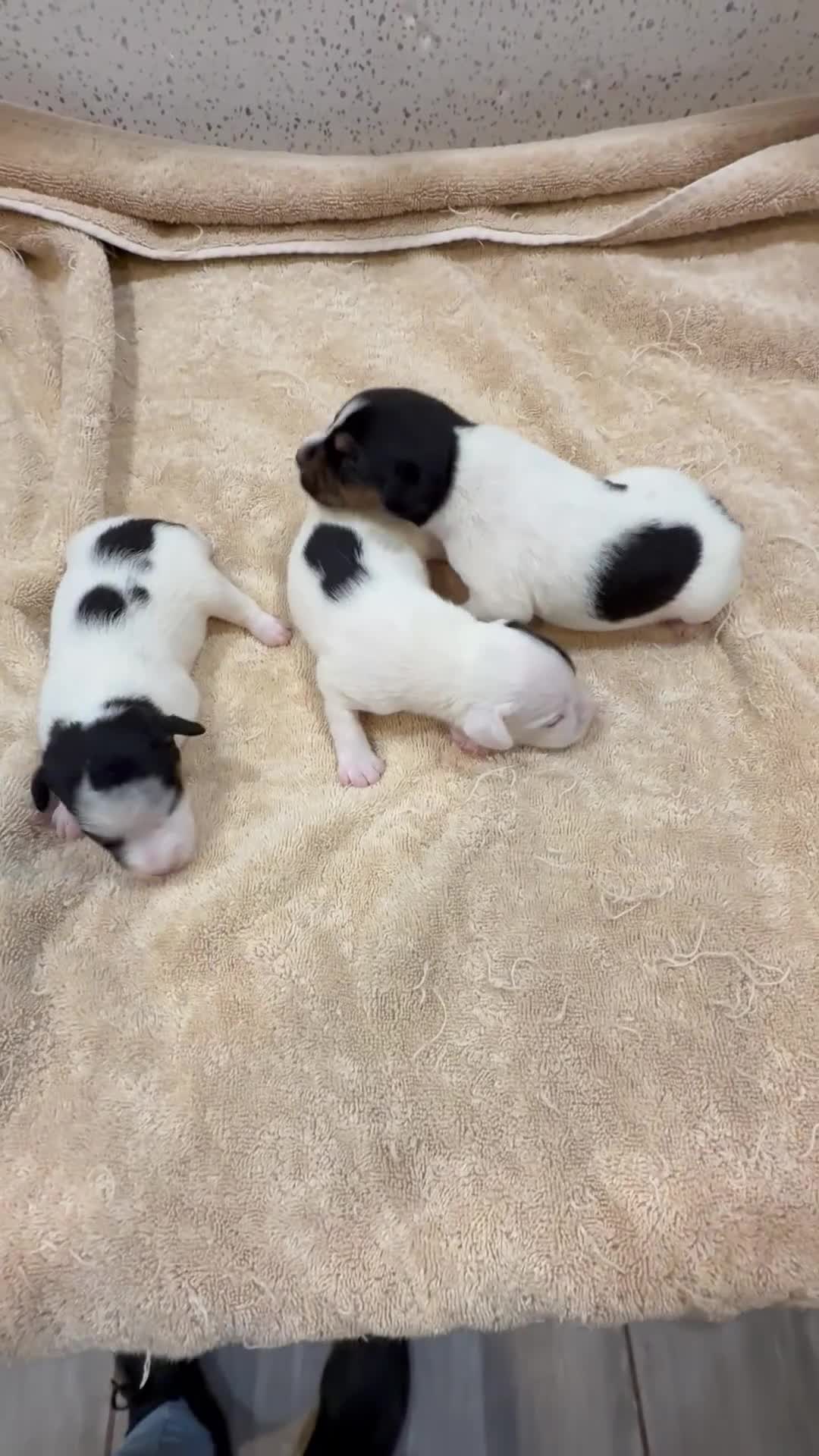 Jack Russell dogs for sale: Jack Russell terrier puppies  - Video 1