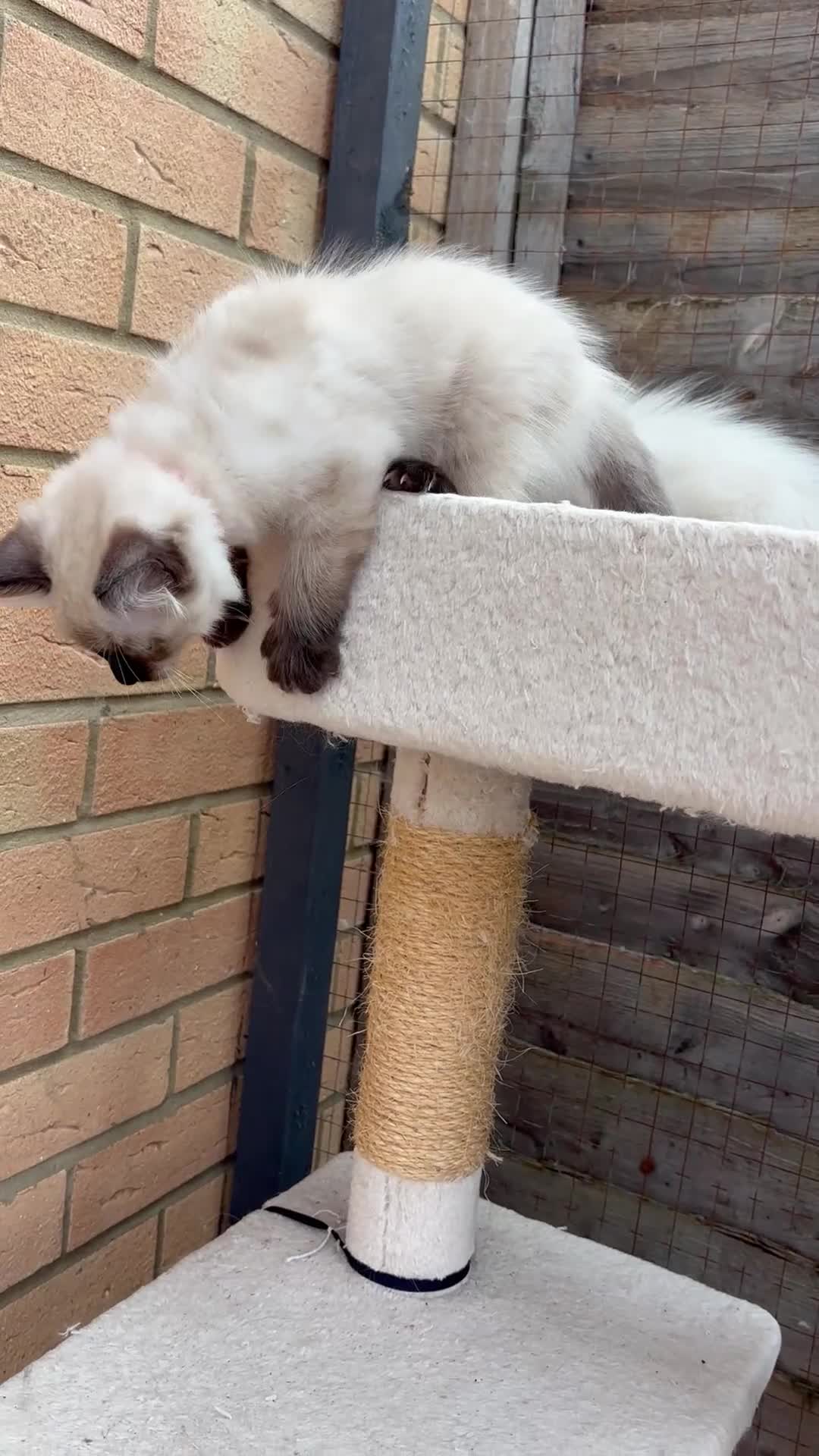 Ragdoll cats for sale: 🥰 Beautiful Radoll Kittens 😍 2 kitten left - Video 4