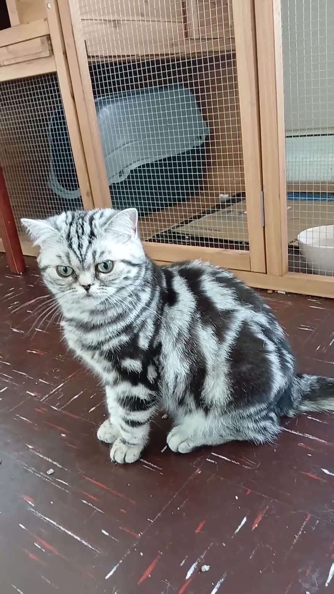 British Shorthair cats for sale: Bsh.Silver Classic Tabby.GCCF./TICA. - Video 2