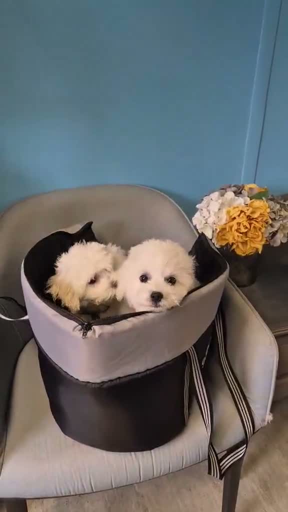 Bichon Frise dogs for sale: 100%pureBichon frise,health tested-clear!!! - Video 2