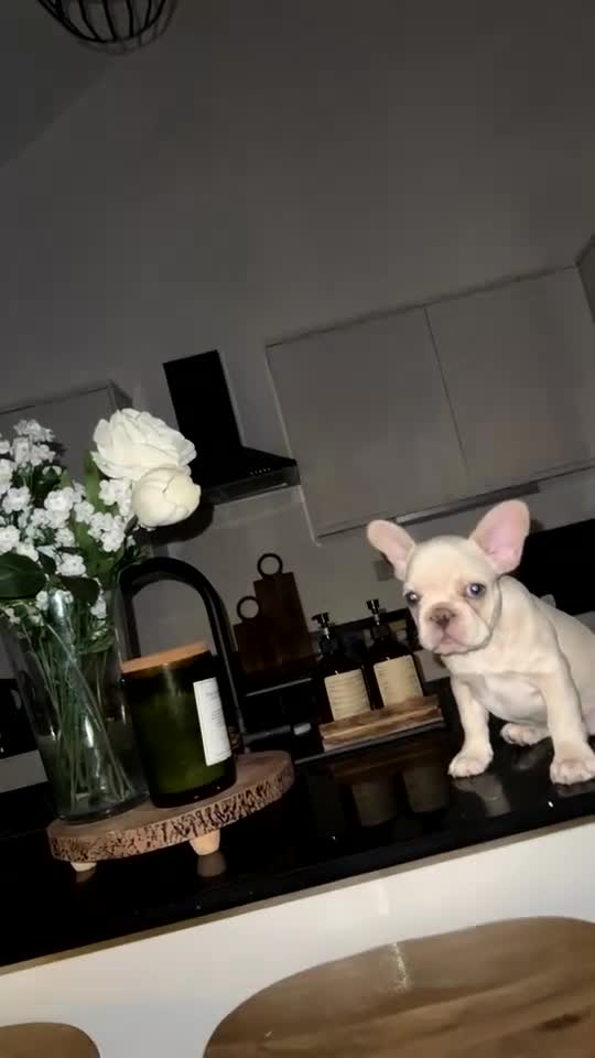French Bulldog dogs for sale: Triple platinum fluffy carrier french bulldog  - Video 4
