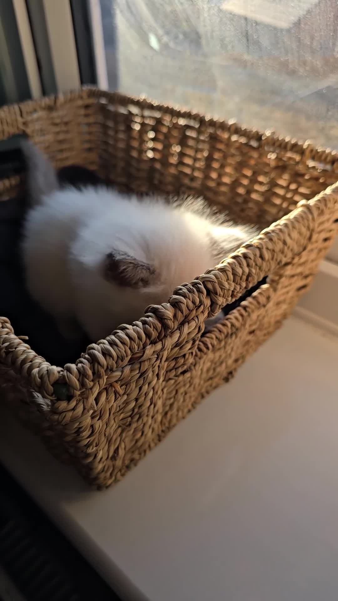 Ragdoll cats for sale: Affectionate Ragdoll Kittens Health-Tested Line - Video 2