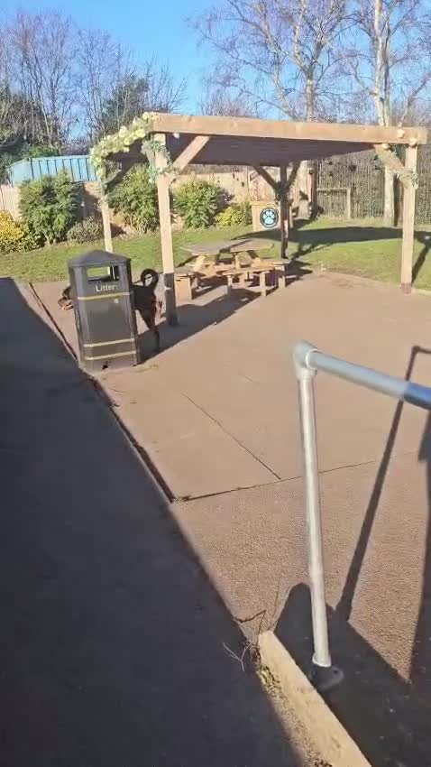 Rottweiler dogs for sale: 16 Month Old Male Rottweiler  in Mansfield - Video 1