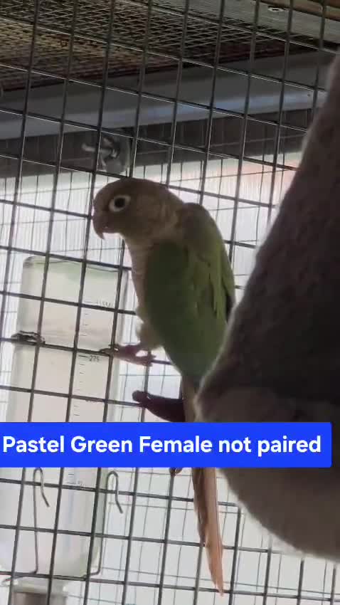 Conures birds for sale: Green Cheek conures - DNA sexed - Video 5