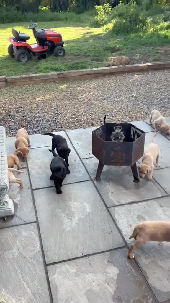 Labrador Retriever dogs for sale: 3 Labrador puppies for sale from Drakeshead lines  - Video 1
