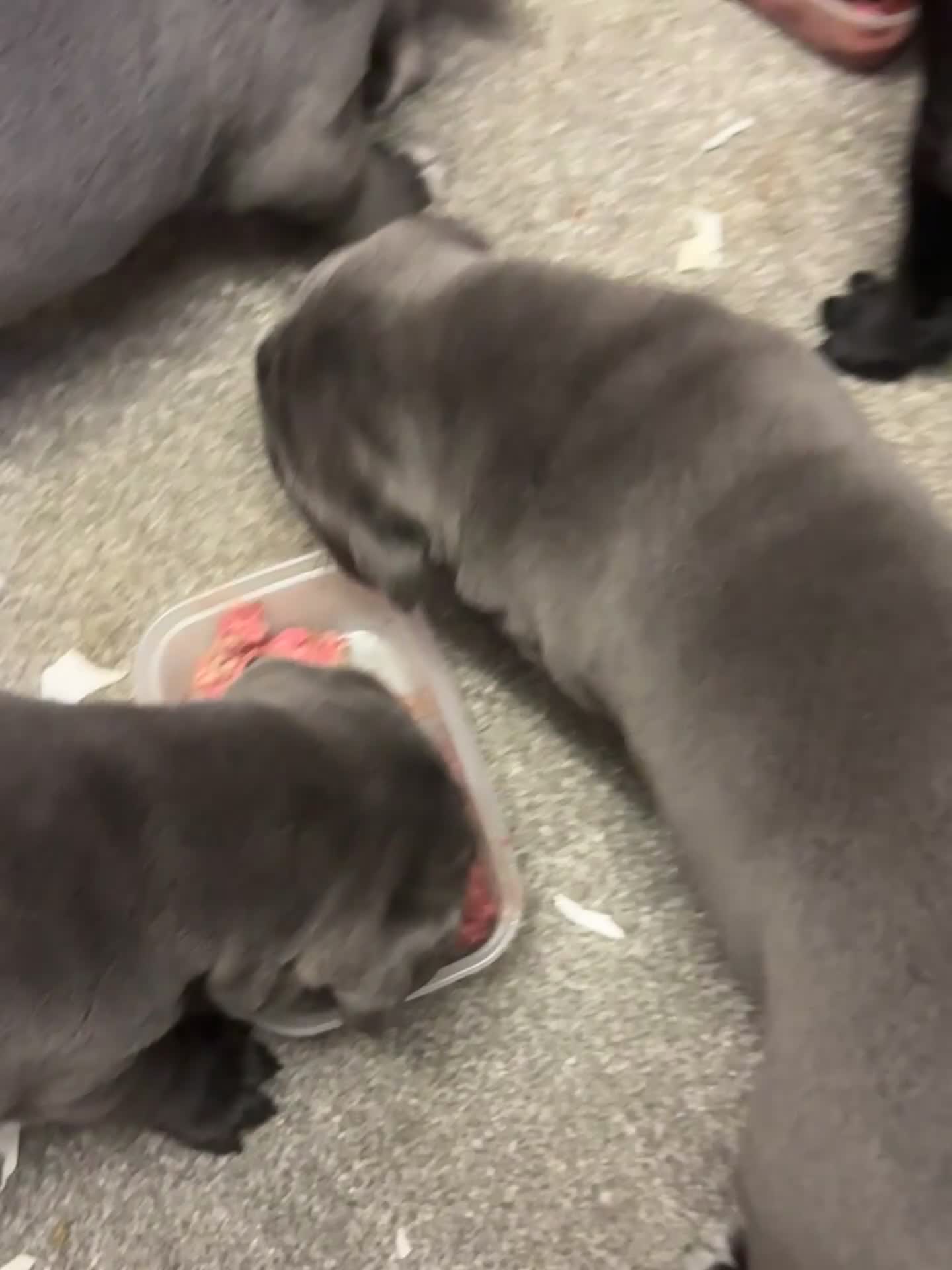Cane Corso dogs for sale: 2 beautiful huge males left  - Video 1