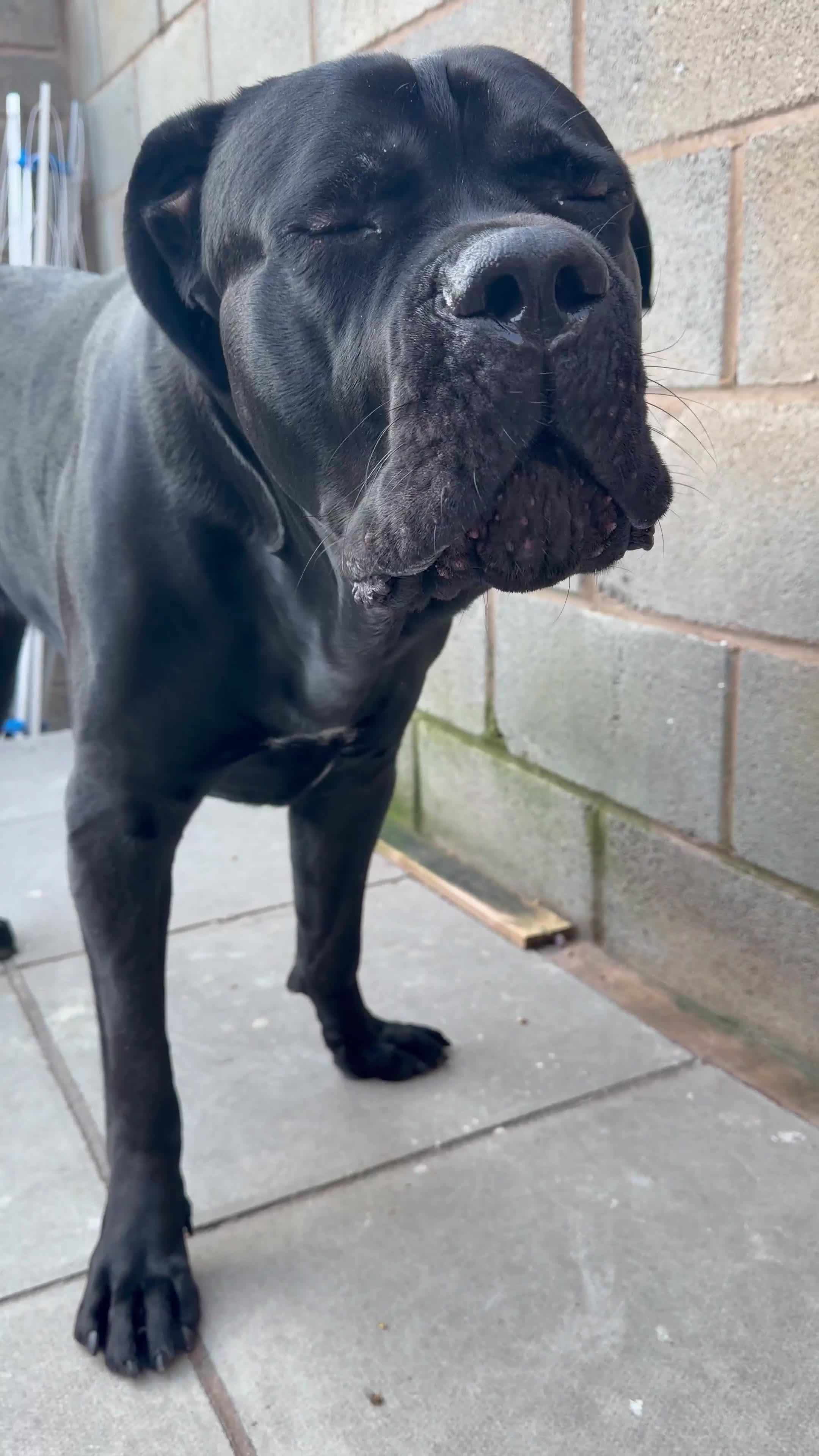 Cane Corso dogs for stud: Purebred Cane Corso available for stud.  in Bootle - Video 1