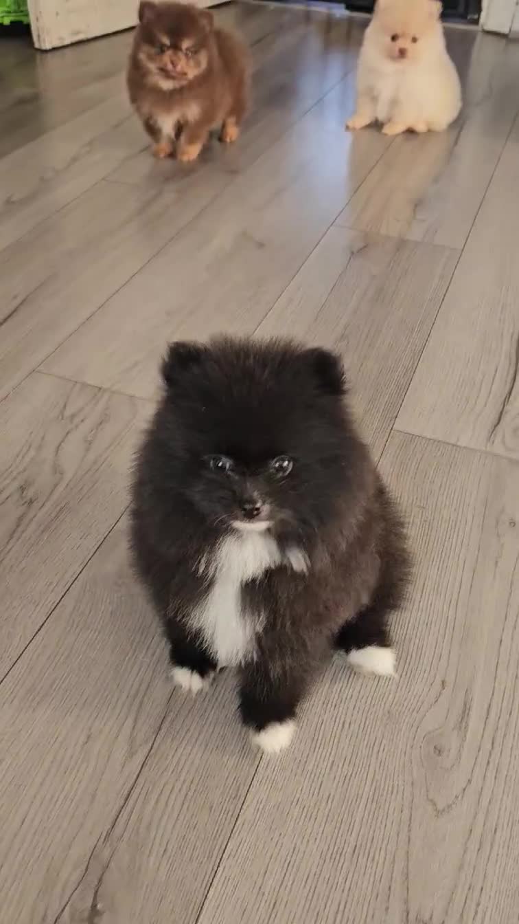 Pomeranian dogs for sale: One Boy KC POMERANIAN’S AVAILABLE  - Video 1