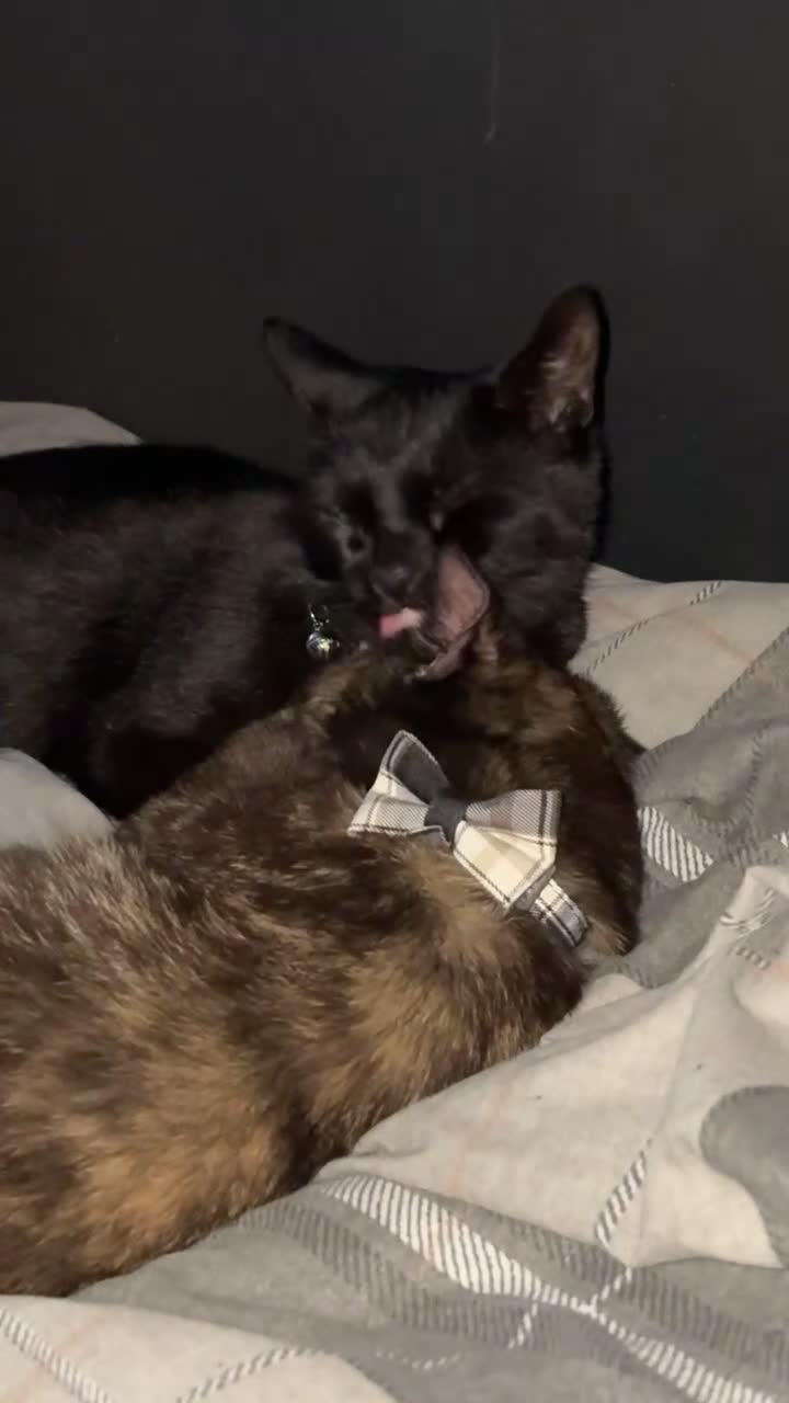 Mixed Breed cats for sale: 2 cats for sale  - Video 2